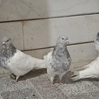 کله الماسی|پرنده|داران, |دیوار