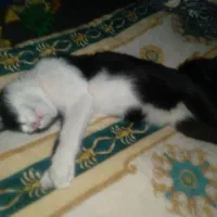 واگذاری رایگان گربه آرام وخانگی|گربه|فریمان, |دیوار