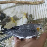 عروس هلندی سرلاکی نرمخور دونخور دستی نرماده بالغ|پرنده|شیراز, شهرک صدا و سیما|دیوار