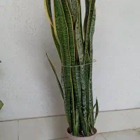 گل های طبیعی