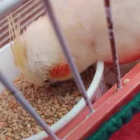 جوجه سرلاکی عروس هلندی دونخورشده معاوضه دارم|پرنده|صائین قلعه, |دیوار