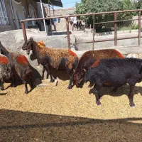 میش داشتی
