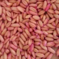 5500کیلو گرم گندم بذر