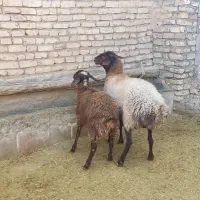 میش و بره جوان و بره نر کیلویی|حیوانات مزرعه|خمین, |دیوار