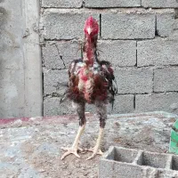 خروس لاری مرغ لاری