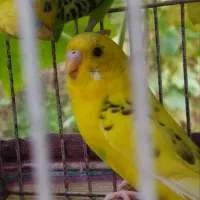 مرغ عشق|پرنده|رشت, حومه رشت|دیوار