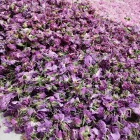 فروش گل محمدی و غنچه گل محمدی