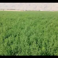 فروش یونجه و کاه سفید|لوازم جانبی حیوانات|شیراز, حومه شیراز|دیوار