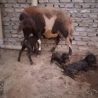 کارگر دامداری یا چوپان|استخدام سرایداری و نظافت|نورآباد, |دیوار