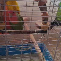 طوطی برزیلی نر|پرنده|بندرعباس, |دیوار