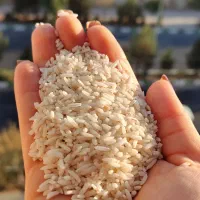 برنج سر لاشه معطر درجه یک نیم دانه عنبر بو|خوردنی و آشامیدنی|قم, پردیسان|دیوار