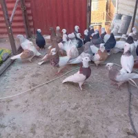 کفتر ملقی|پرنده|کرمان, |دیوار