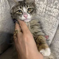 واگذاری گربه|گربه|تهران, درب دوم|دیوار