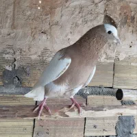 کبوتر فروشی|پرنده|مراغه, |دیوار