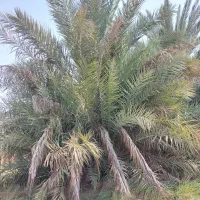 پاجوش نخل گنطار و سعمران