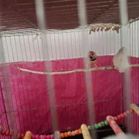 فنچ|پرنده|کرمانشاه, |دیوار