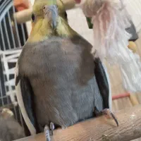 عروس هلندی نر