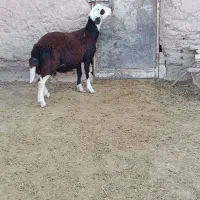 بره قوچ پلنگی