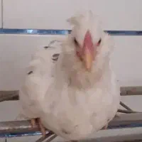 مرغ وخروس گلین