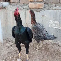 مرغ و خروس لاری|حیوانات مزرعه|سرپل ذهاب, |دیوار