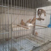 فنچ نرگسی شکلاتی|پرنده|پاکدشت, پاکدشت (مامازند)|دیوار