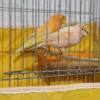 قناری نر و ماده