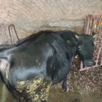 گوساله ماده حدودا۲۸۰ کیلو|حیوانات مزرعه|زنده رود, |دیوار