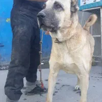 توله سگ سرابی|سگ|اردبیل, |دیوار