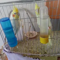 جفت عروس هلندی