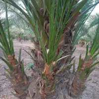پاجوش خرما ونهال مرکبات با قیمت مناسب