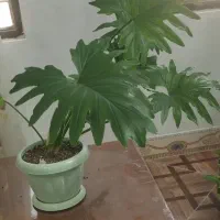 گل فیکوس و پتوس و برگ انجیری