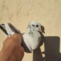 جوجه کبوتر ۱پری|پرنده|فردیس, شهرک ۱۱۰|دیوار