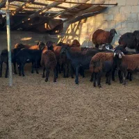 گوسفند. ۲۰راسبرهمادهقرهقزلافشارآبستندرجه۱|حیوانات مزرعه|بناب, |دیوار