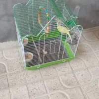 مرغ عشق|پرنده|روانسر, |دیوار