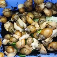 حلزون آلبینو