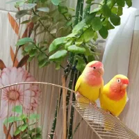 ی جفت طوطی برزیلی|پرنده|کرمانشاه, |دیوار