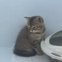 بریتیش گلد|گربه|اهواز, کیانپارس |دیوار