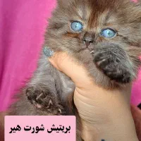 گربه های ملوس|گربه|گرگان, |دیوار