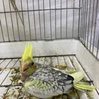 عروس هلندی|پرنده|مریوان, |دیوار