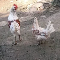 مرغ وخروس گلین|حیوانات مزرعه|رحیم‌آباد, |دیوار