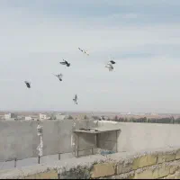 کبوتر پرشی ۲۱|پرنده|اسفرورین, |دیوار