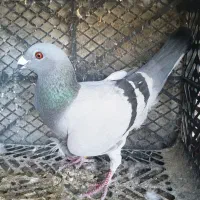 حیوان خانگی