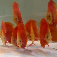دیسکس تاپ گرید
