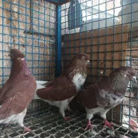 کفتر گرگی