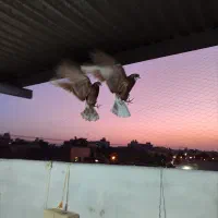 جوجه سرخ|پرنده|اصفهان, پروین|دیوار