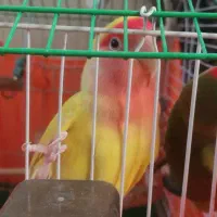 یه جفت طوطی برزیلی|پرنده|تهران, شهرک صادقیه|دیوار