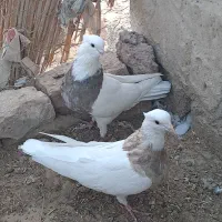 کبوتر طوقی