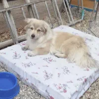 سگ پاپی|سگ|ابریشم, |دیوار