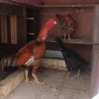 خروس لاری اصیل