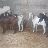 بز ۷ عدد نر بزورگ  جنس خوب|حیوانات مزرعه|شادگان, |دیوار